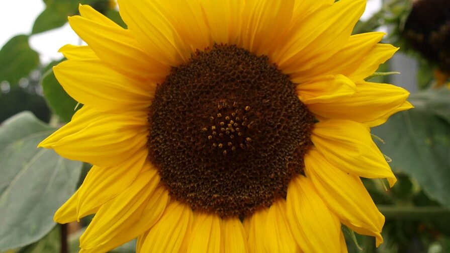 Zonnebloem